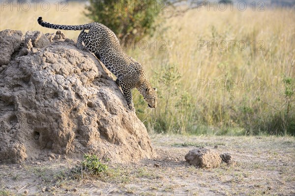 Leopard (Panthera pardus) stalks