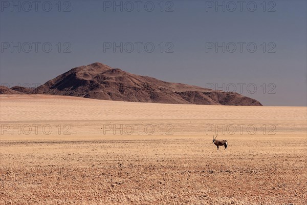 Gemsbok or Oryx (Oryx gazella) in the grassy steppe of Namib Naukluft Park