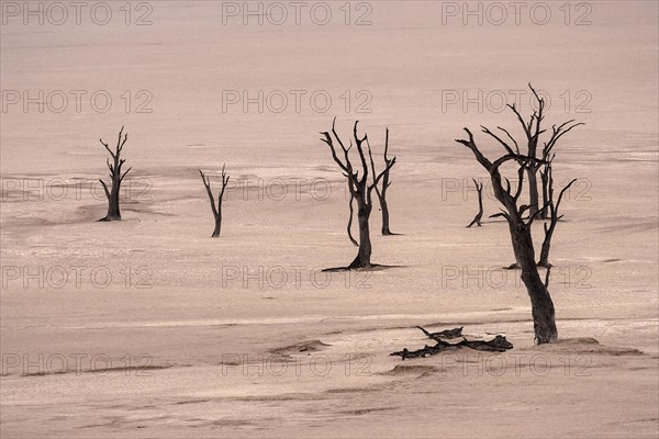 Dead camel thorn trees (Vachellia erioloba)