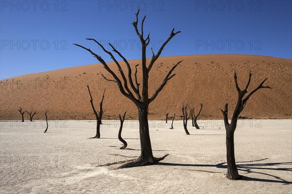 Dead Camel thorn trees (Vachellia erioloba)