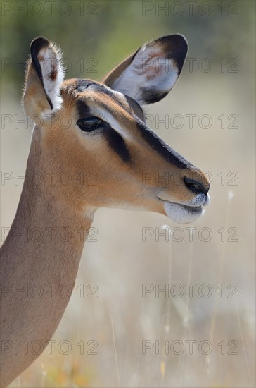 Black-faced Impala (Aepyceros melampus petersi)