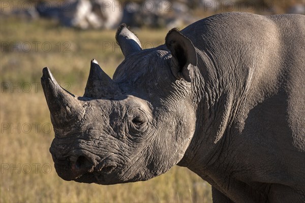 Black Rhinoceros (Diceros bicornis)