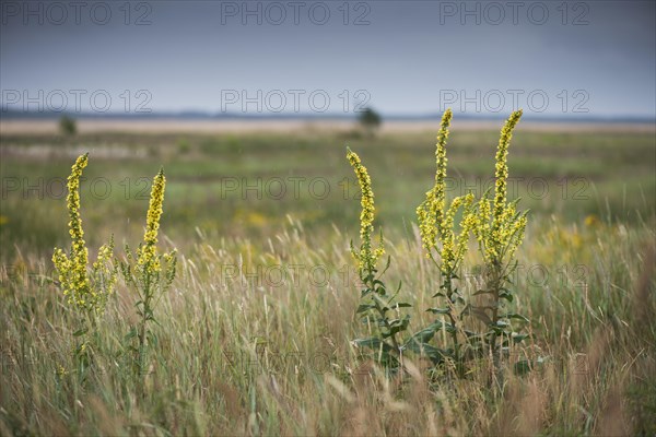 Dark mullein (Verbascum nigrum)