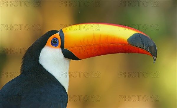 Toco toucan (Ramphastos toco)