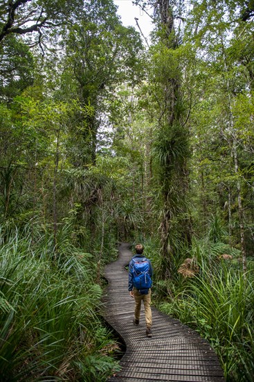 Young man on hiking trail in Kauri Forest