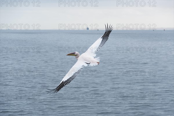 Great White Pelican (Pelecanus onocrotalus) in flight