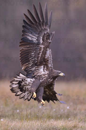 White-tailed Eagle (Haliaeetus albicilla) in flight in an autumn landscape