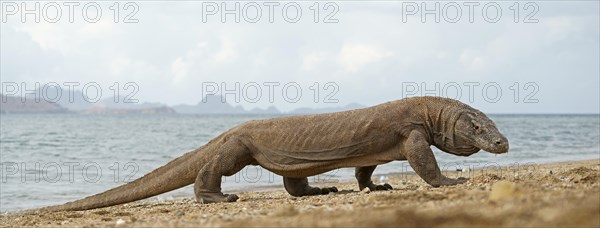 Komodo Dragon (Varanus komodoensis)