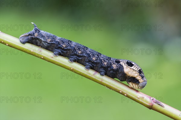 Elephant Hawk-moth (Deilephila elpenor)