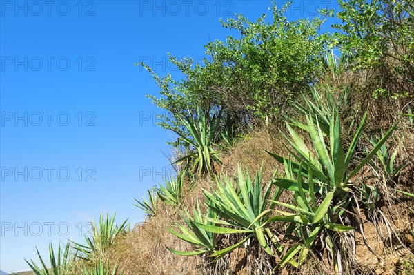 Landscape along the Berenty road