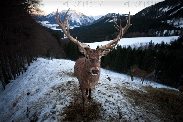 Deer (Cervus elaphus)