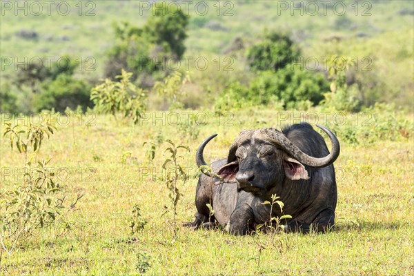 Cape buffalo (Syncerus caffer)