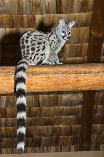 Genet (Genetta tigrina)