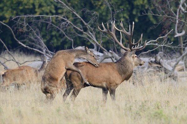 Red Deer (Cervus elaphus)