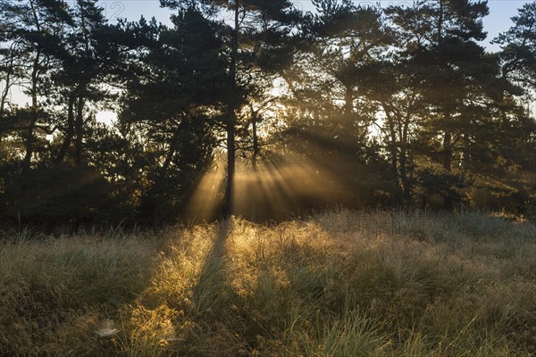 Sun rays penetrate the morning mist above heathlands