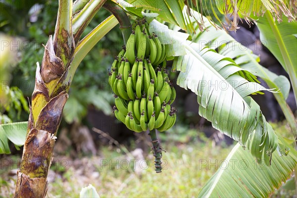 Bunch of bananas on a banana tree