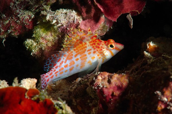 Dwarf hawkfish (Cirrhitichthys falco)