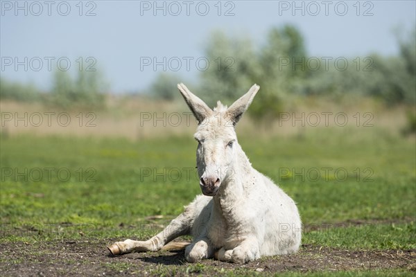 Austria-Hungarian white donkey or Baroque Donkey (Equus asinus asinus) is on pasture