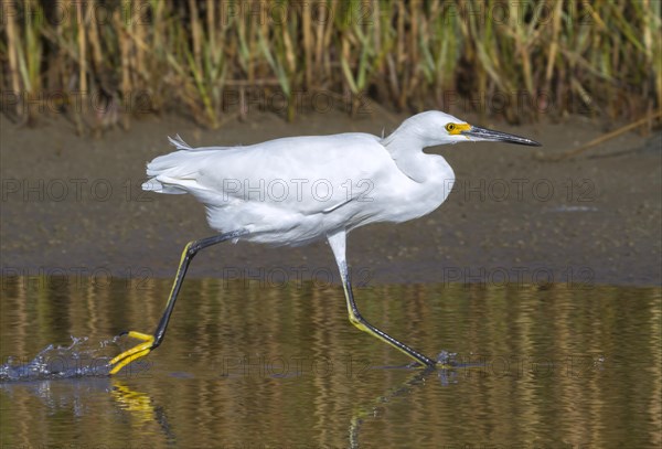 Snowy egret (Egretta thula) running along the sea shore