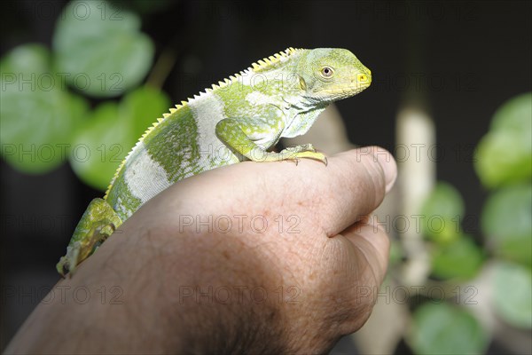 Fiji Banded Iguana (Brachylophus fasciatus) perched on a hand