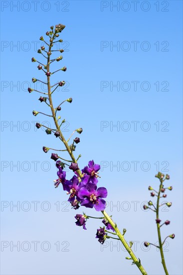 Purple Mullein (Verbascum phoeniceum)