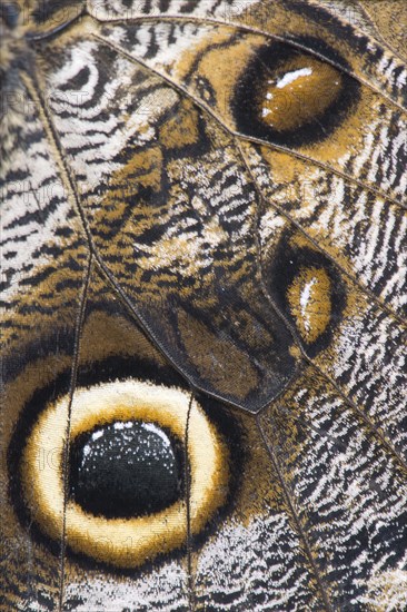 Giant Owl (Caligo eurilochus)