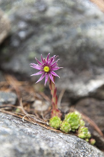 Mountain Houseleek (Sempervivum montanum)