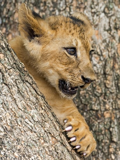 Lion cub (Panthera leo)
