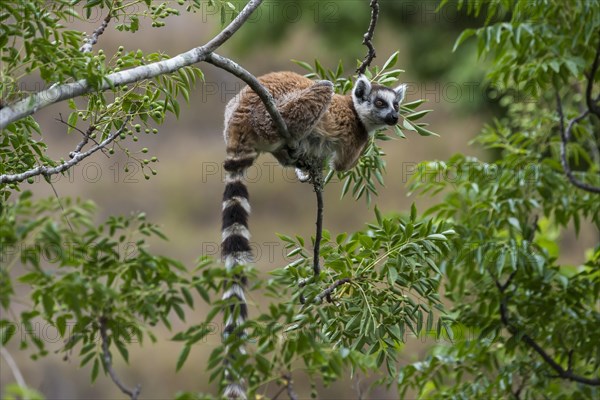 Ring-tailed Lemur (Lemur catta)