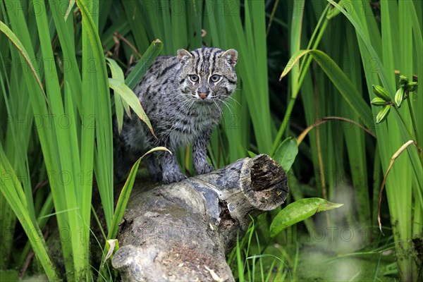 Fishing Cat (Prionailurus viverrinus)