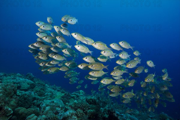 Goldspot Seabreams or Striped Large-eye Breams (Gnathodentex aureolineatus)