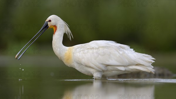 Eurasian Spoonbill or Common Spoonbill (Platalea leucorodia) foraging for food