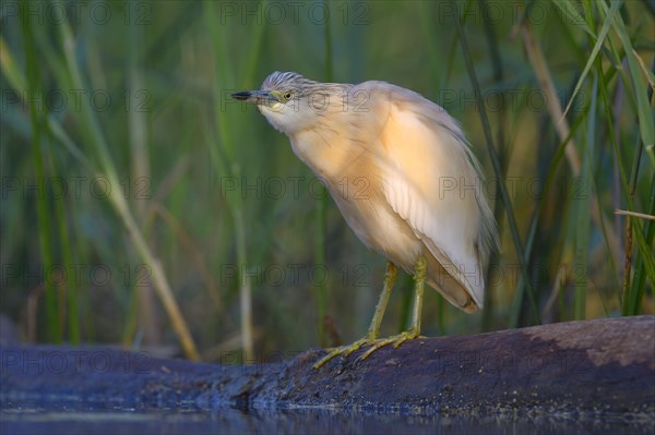 Squacco Heron (Ardeola ralloides)