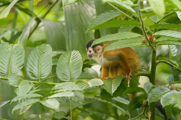 Red-backed Squirrel Monkey (Saimiri oerstedii) on a tree branch
