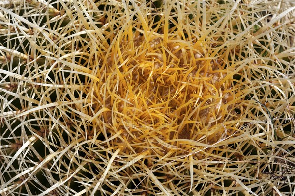 Golden Barrel Cactus (Echinocactus grusonii)