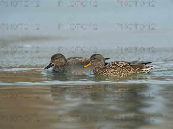 Gadwall (Anas strepera)