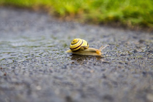 Grove snail (Cepaea nemoralis)