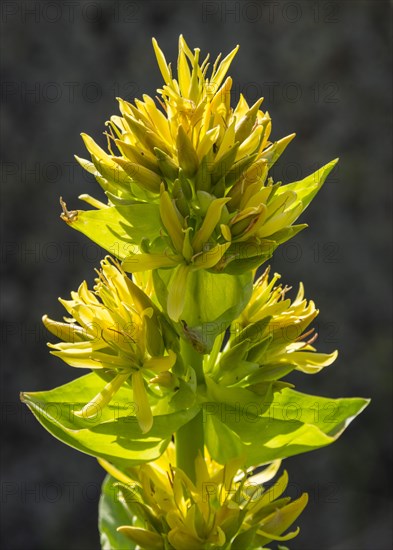 Great Yellow Gentian (Gentiana lutea)