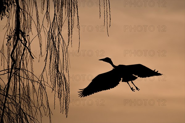 Grey heron (Ardea cinerea) on approach to tree at dawn