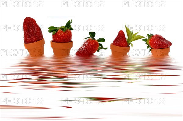 Five strawberries in small flowerpots in the water