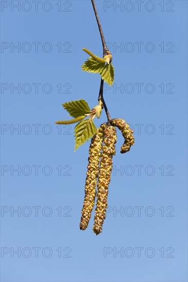 Silver Birch or Warty Birch (Betula pendula)