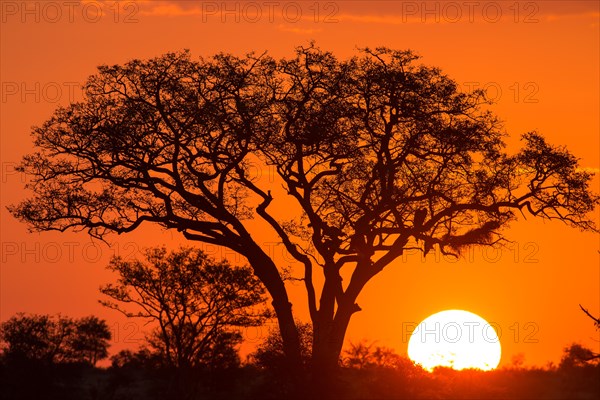 Umbrella thorn acacia (umbrella acacia tortilis) at sunset