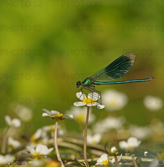 Banded demoiselle (Calopteryx splendens)