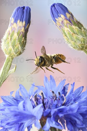 Patchwork leafcutter bee (Megachile centuncularis) in flight at the flower of a Cornflower (Cyanus segetum)