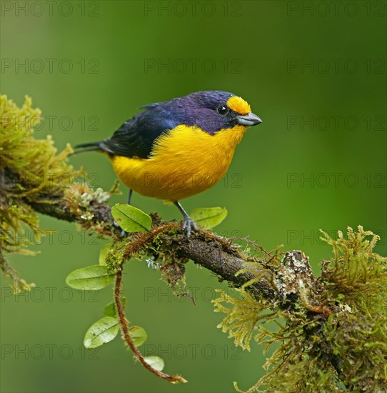 Euphonia violacea (Euphonia violacea)