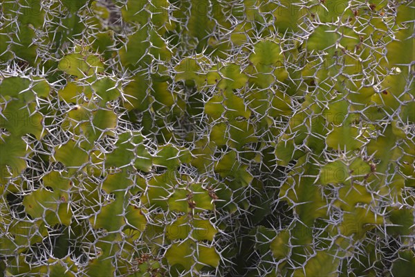 Cow's Horn (Euphorbia grandicornis)