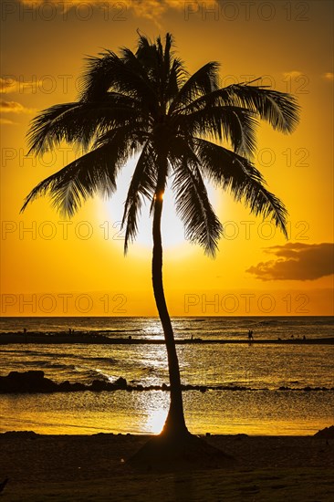 Palm tree at sunset