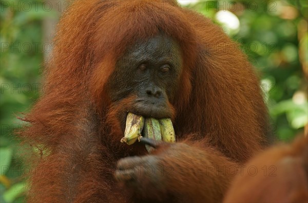 Bornean Orangutan (Pongo pygmaeus)