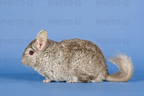 Chinchilla