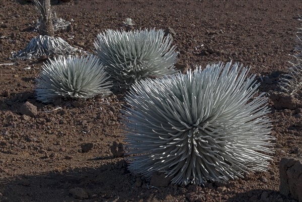 Silversword (Argyroxiphium sandwicense) plants growing in the Haleakala crater